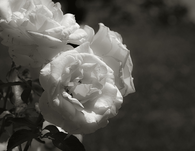 Flowers, Artist's Garden Series